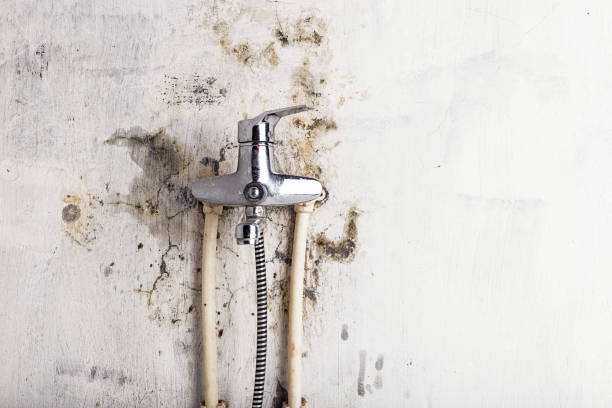 Best Residential Mold Removal  in St Petersburg, FL