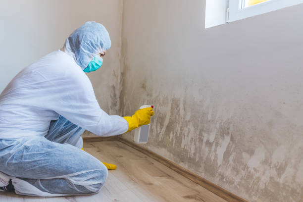 Best Mold Damage Repair  in St Petersburg, FL