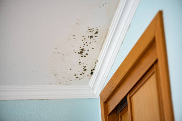 Best Attic Mold Removal  in St Petersburg, FL