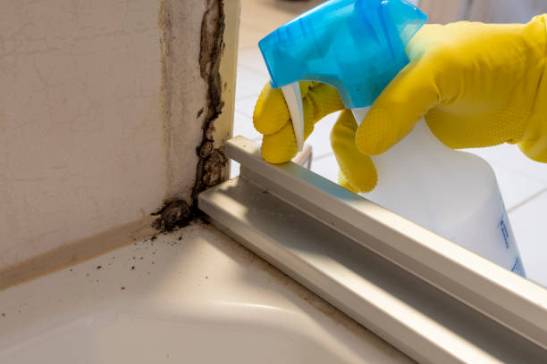 Best Professional Mold Removal  in St Petersburg, FL