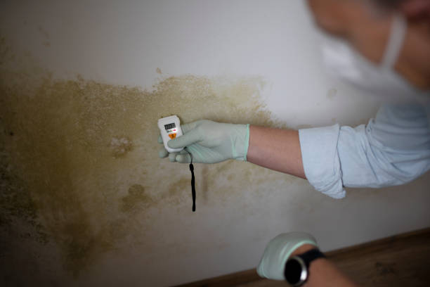 Certified Mold Removal in St Petersburg, FL