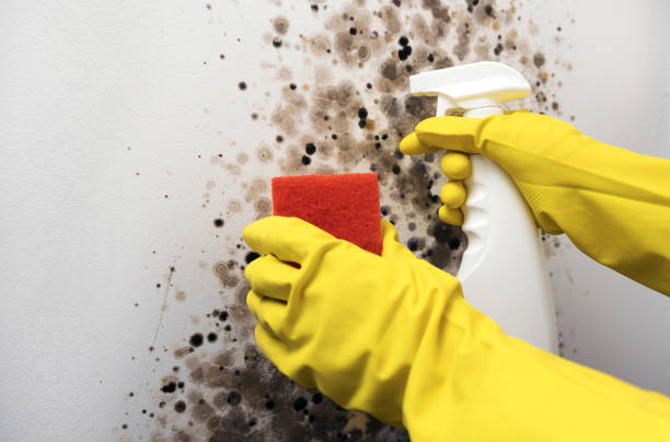 Best Fast Mold Removal  in St Petersburg, FL