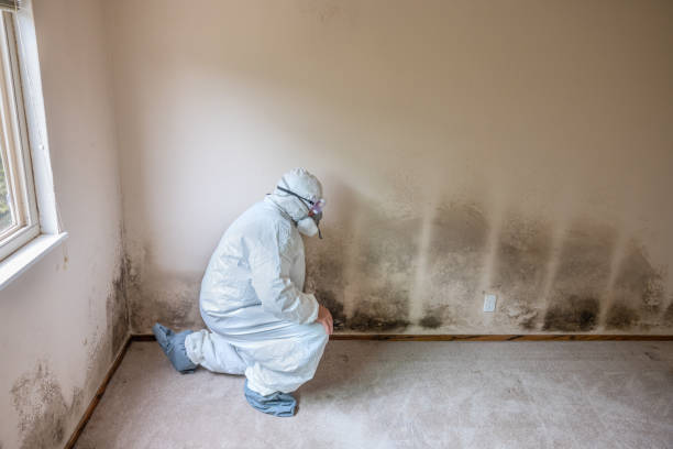 Best Mold Remediation  in St Petersburg, FL