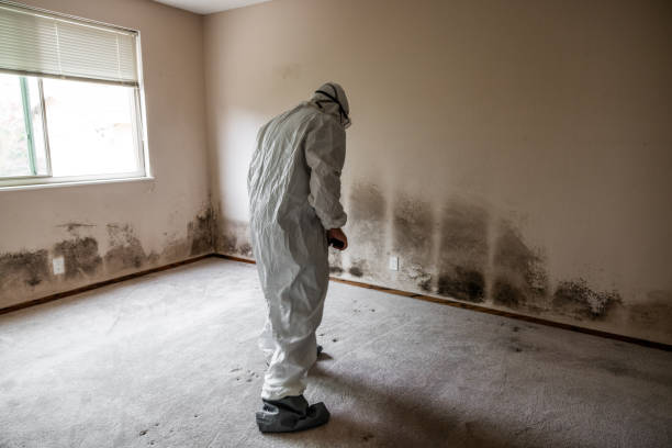Best Mold Remediation  in St Petersburg, FL