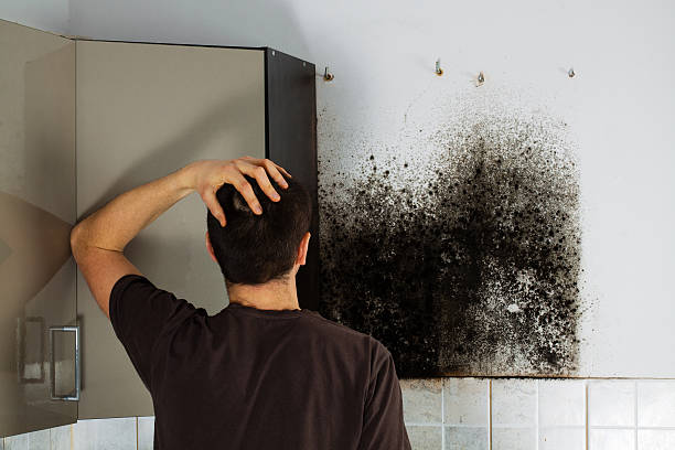 Trusted St Petersburg, FL Mold Removal Experts