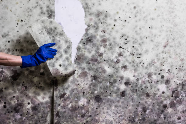 Best Same-Day Mold Removal  in St Petersburg, FL
