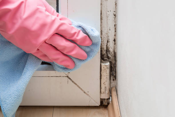 Best Mold Testing  in St Petersburg, FL
