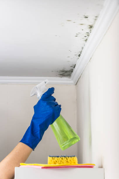 Best Crawl Space Mold Removal  in St Petersburg, FL